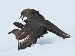 birds2014 012 : Antarctica