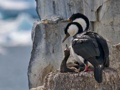 birds2014 013  A : Antarctica