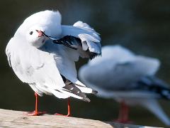 birds2014 014  birds from around the world : iPhoto Original