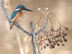 birds2014 017  birds from around the world : iPhoto Original