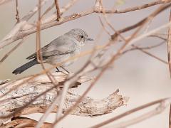 birds2014 020  birds from around the world : iPhoto Original