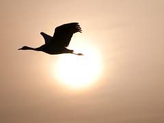 birds2014 021  birds from around the world : iPhoto Original