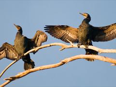 birds2014 022  birds from around the world : iPhoto Original