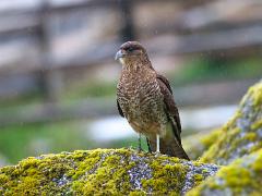 birds2014 026