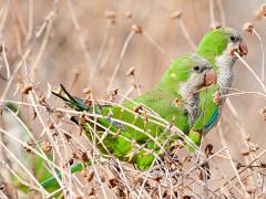 birds2014 027  birds from around the world : iPhoto Original