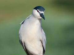 birds2014 029  birds from around the world : iPhoto Original