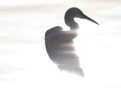 birds2014 030  birds from around the world : iPhoto Original