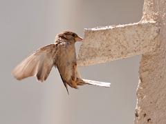 birds2014 032  birds from around the world : iPhoto Original