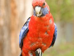 birds2014 038  birds from around the world : iPhoto Original