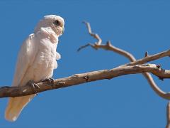 birds2014 039  birds from around the world : iPhoto Original