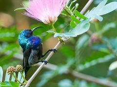 birds2014 040  birds from around the world : iPhoto Original