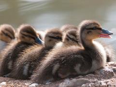 birds2014 044  birds from around the world : iPhoto Original