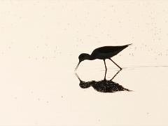 birds2014 047  birds from around the world : iPhoto Original