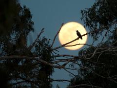 birds2014 052  birds from around the world : iPhoto Original