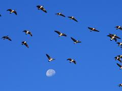 birds2014 053  birds from around the world : iPhoto Original