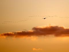 birds2014 054
