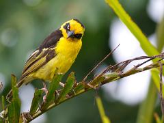 birds2014 057 : HDR, iPhoto Original, tanzania, Travel