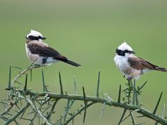 birds2014 059 : iPhoto Original, tanzania, Travel