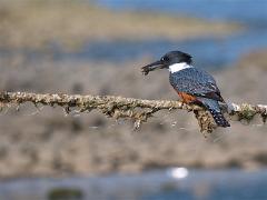 great kingfisher 002