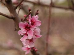 free israel photos flowers almond zazzle