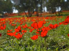 free israel photos flowers kalaniot zazzle