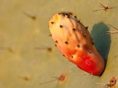 free israel photos flowers sabres zazzle