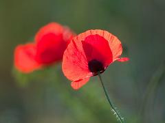 poppy01
