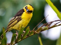 AFR 8550 : Birds, Tanzania