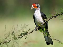 tanzania 013 : Tanzania