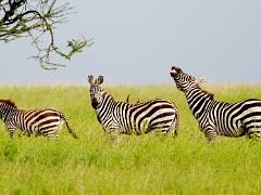 tanzania 019 : Tanzania