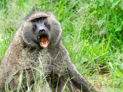 tanzania 025 : Tanzania