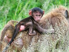 tanzania 026 : Tanzania