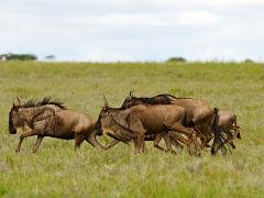 tanzania 034 : Tanzania