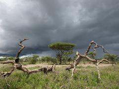 tanzania 038 : Tanzania