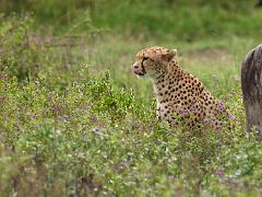 tanzania 039 : Tanzania