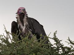 tanzania 042 : Tanzania