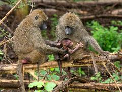 tanzania 043 : Tanzania