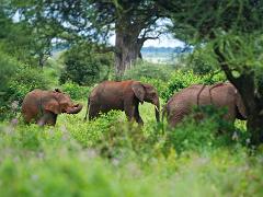 tanzania 049 : Tanzania